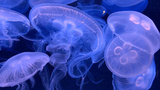 a picture mostly in blues and purples of moon jellies